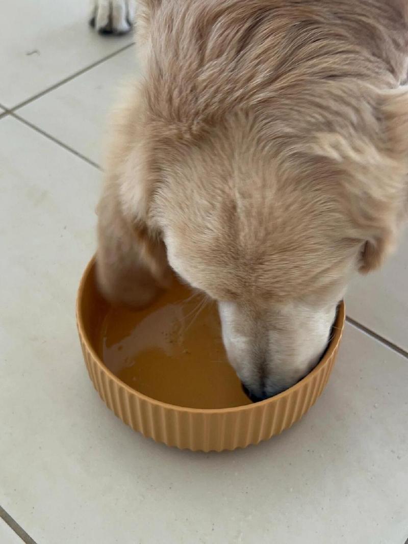 狗狗喝绿豆汤会中毒吗