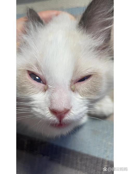 小猫流鼻涕和眼泪