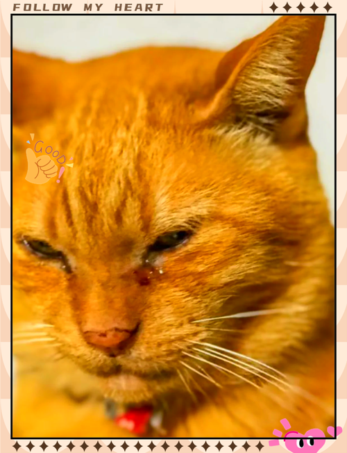 猫咪老是流鼻涕流眼泪怎么办?