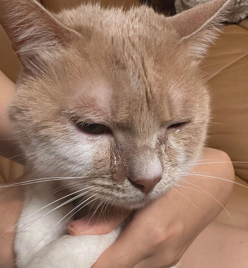 猫咪流鼻涕、流眼泪是怎么回事?