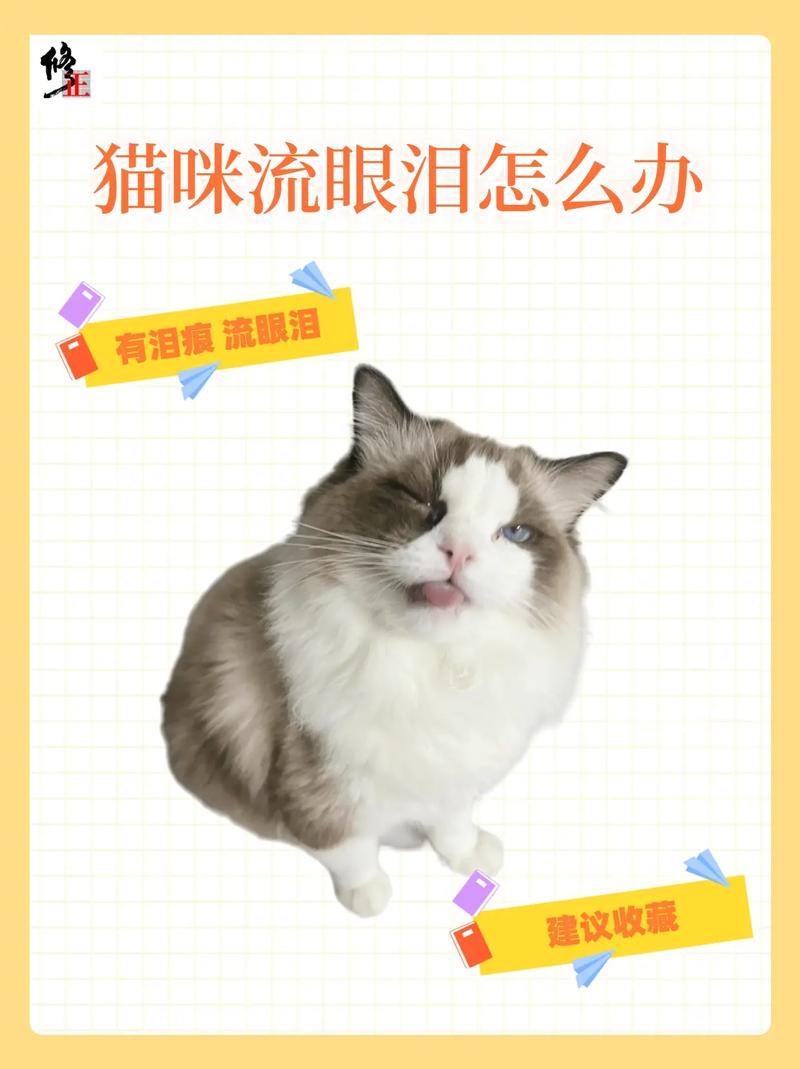 猫流鼻涕流眼泪打喷嚏怎么回事