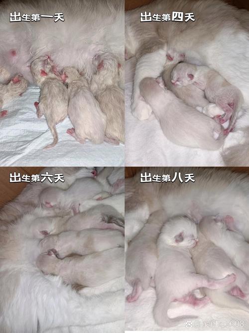 小奶猫多久出窝走动