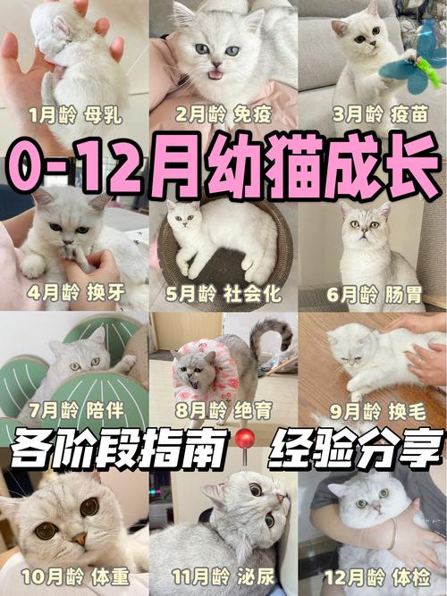 小猫多久会走路