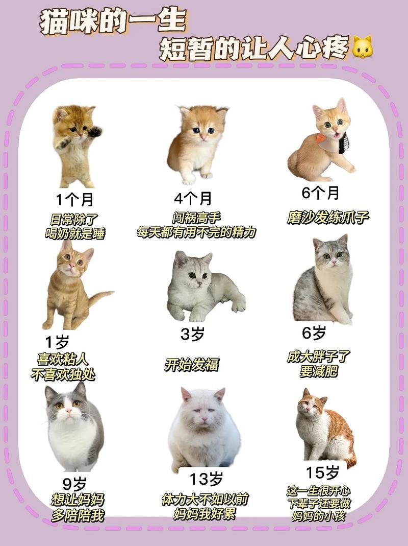 小奶猫多久会走路