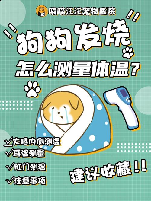 给小型犬测量体温的方法