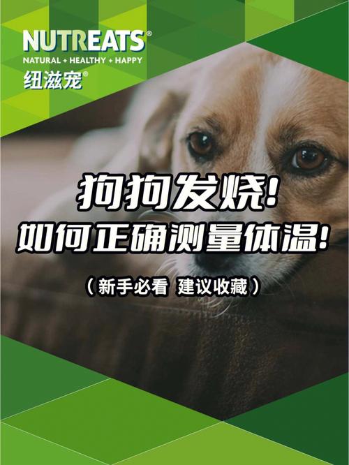 狗量体温怎么量