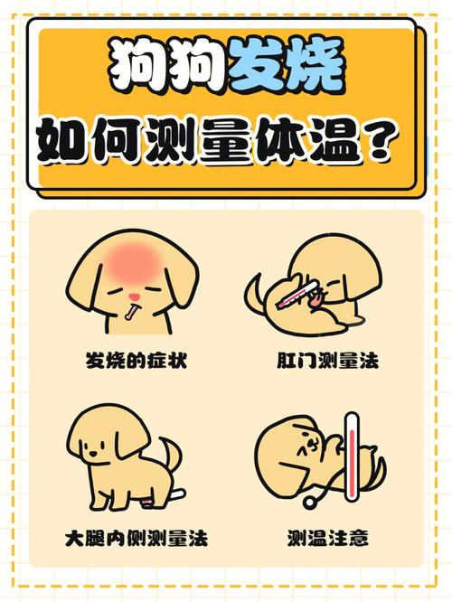 狗狗怎样量体温?