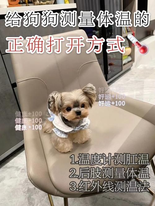 怎么给狗狗量体温?