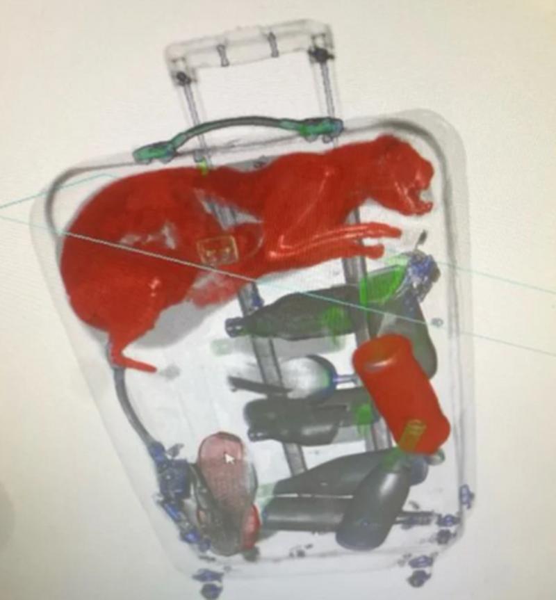 安检能扫出来猫吗