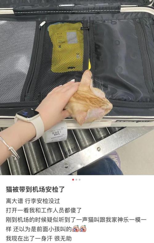 把猫藏在身上可以过安检吗
