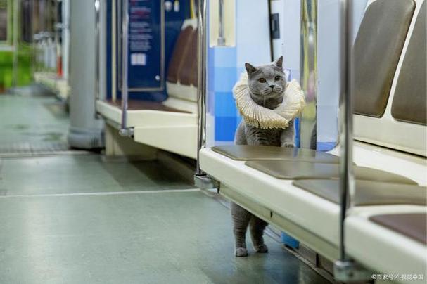 猫能带上高铁吗?
