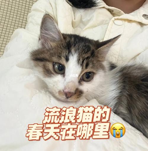 怎么可以带猫咪上动车,安检怎么过,求支招?
