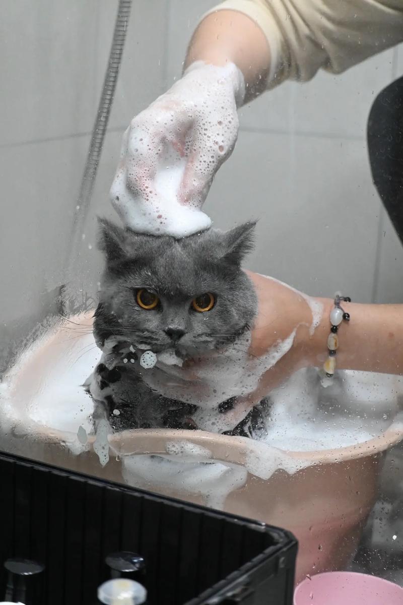 猫咪洗澡用什么洗比较好