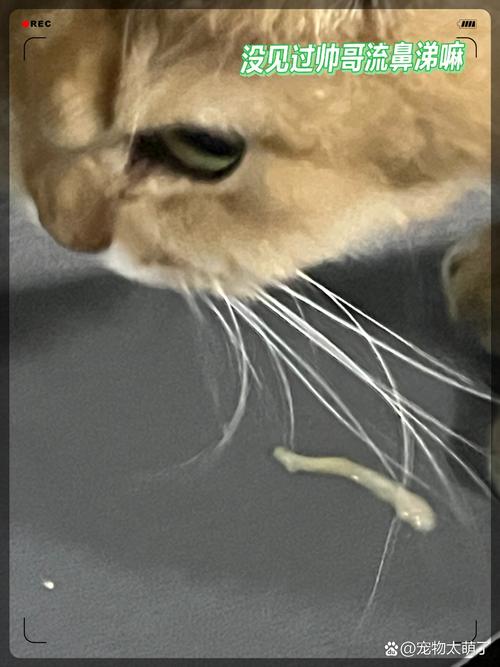 猫咪感冒了怎么治