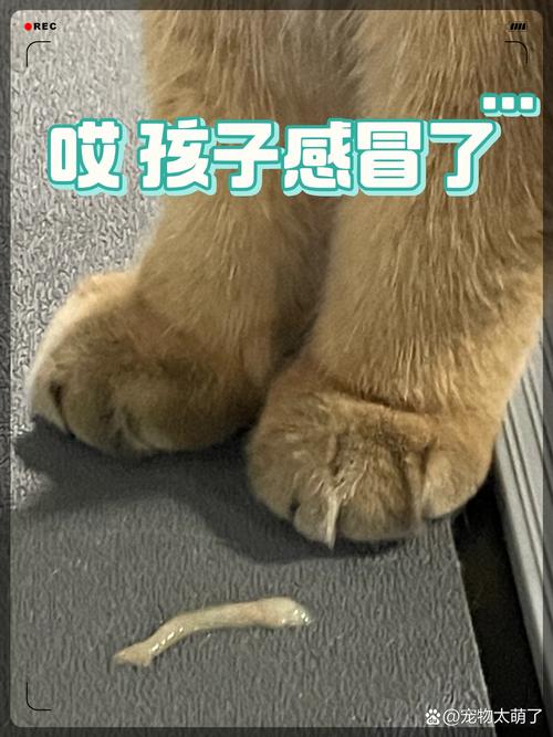 猫感冒打喷嚏咳嗽打什么针?猫感冒的治疗方法