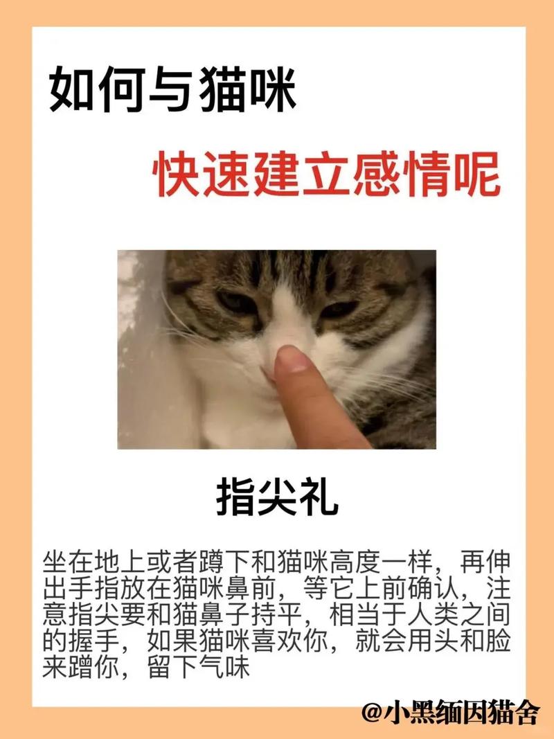 怎么快速和猫培养感情