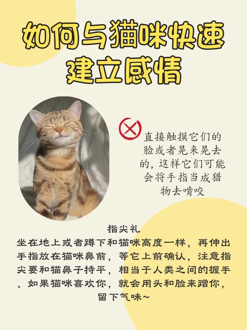 怎么跟猫培养感情