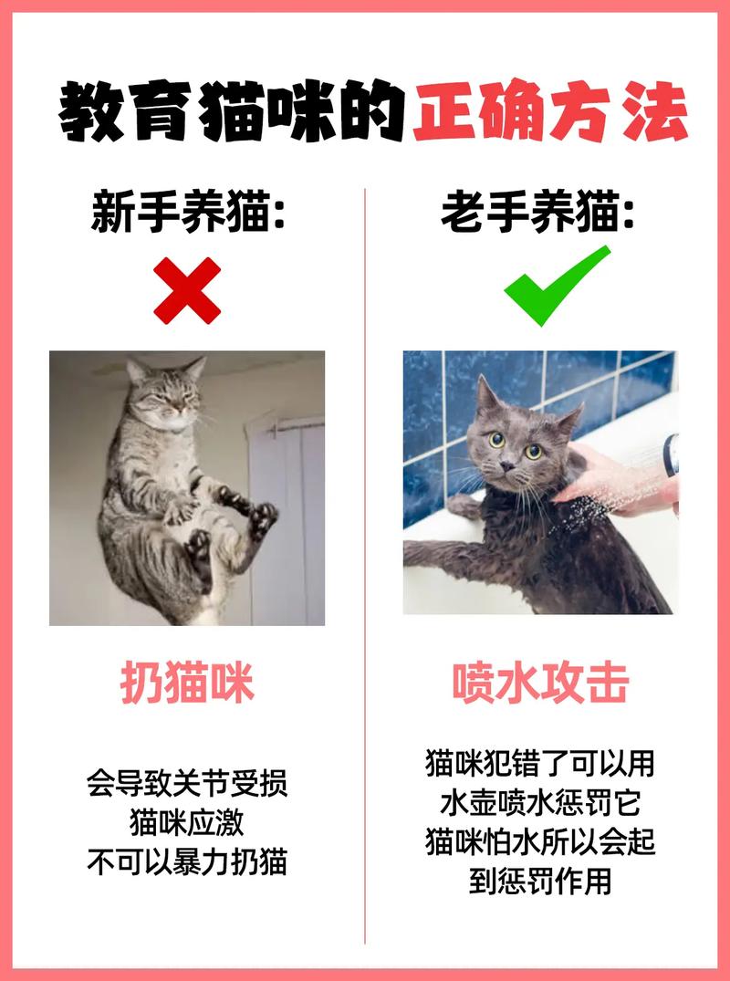 新养的猫咪怎么培养感情