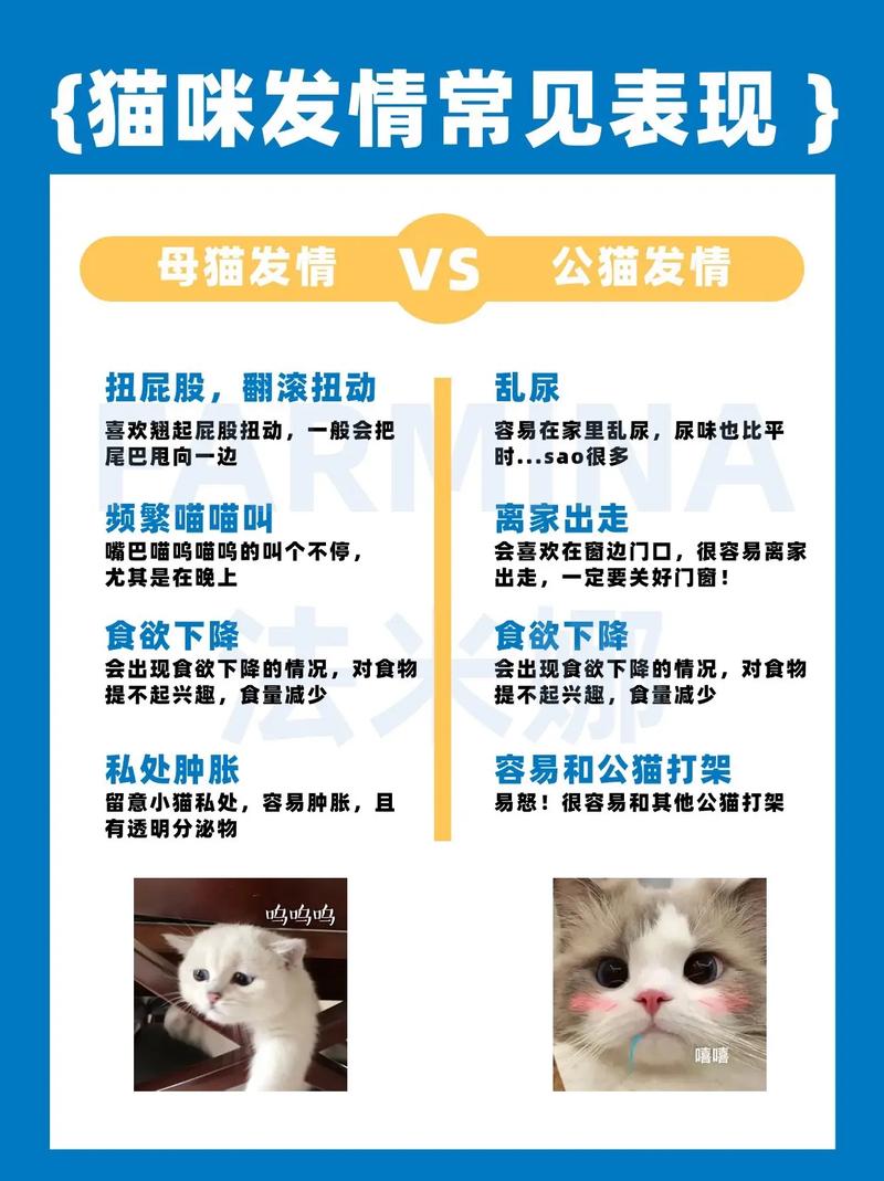 怎么和猫培养感情