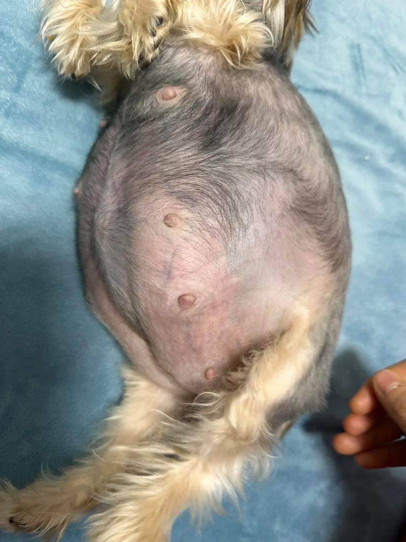 狗狗怀孕是怎样的