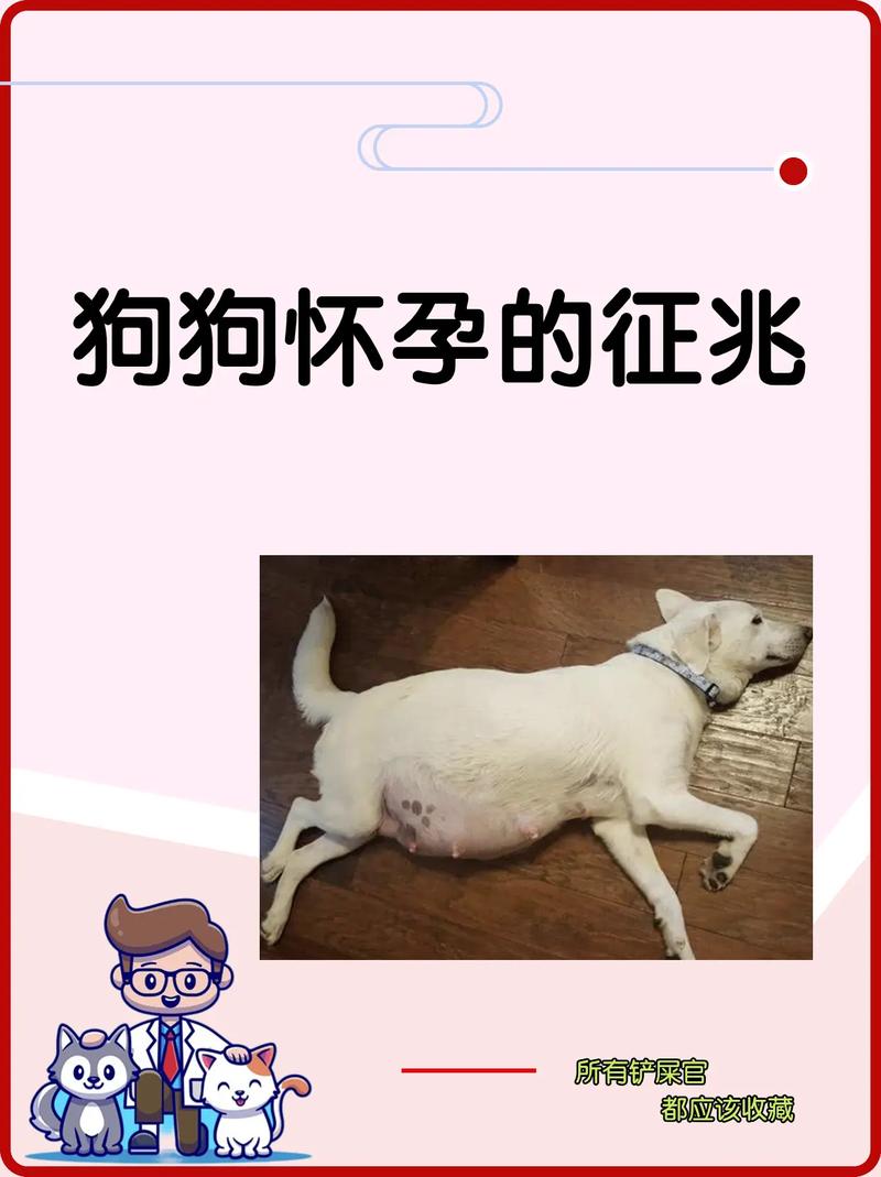 狗怀孕会有孕吐反应吗