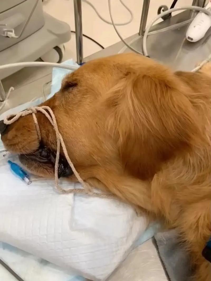 狗狗身体频繁发抖是怎么了?