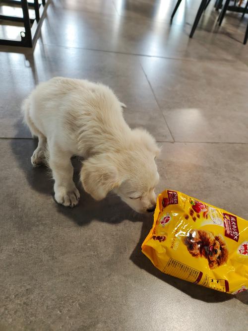 狗狗哆嗦发抖怎么办好