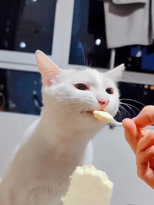 猫能吃冰的吗