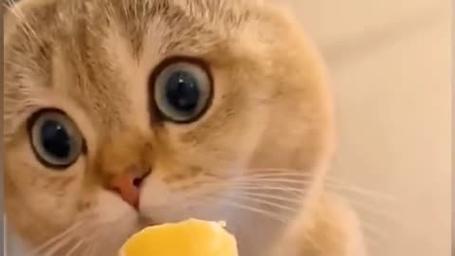 猫可以吃冰淇淋吗
