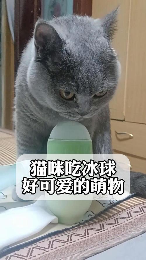 猫能不能吃冰的东西