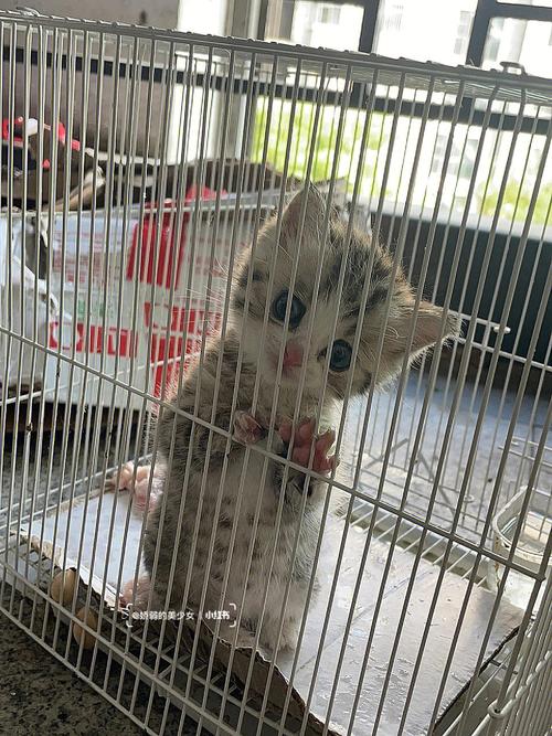 小猫关笼子里一直叫