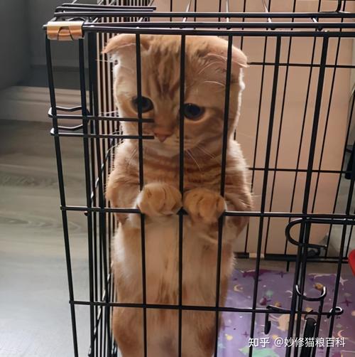 小猫关笼子里后果