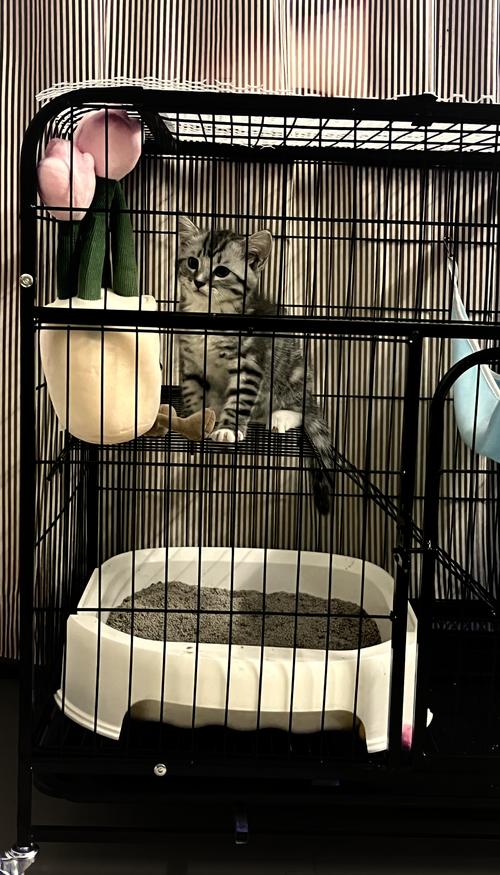猫咪可以笼养吗