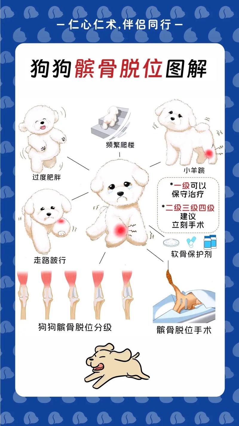 狗前后腿都脱臼了