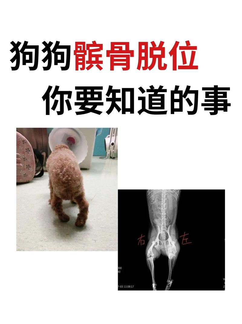 狗狗后腿脱臼怎么接上?怎样处理