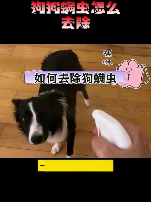 狗身上长螨虫用什么药比较好