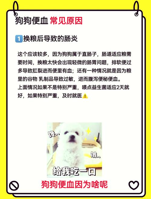 狗狗拉粑粑带血,原因与处理方法