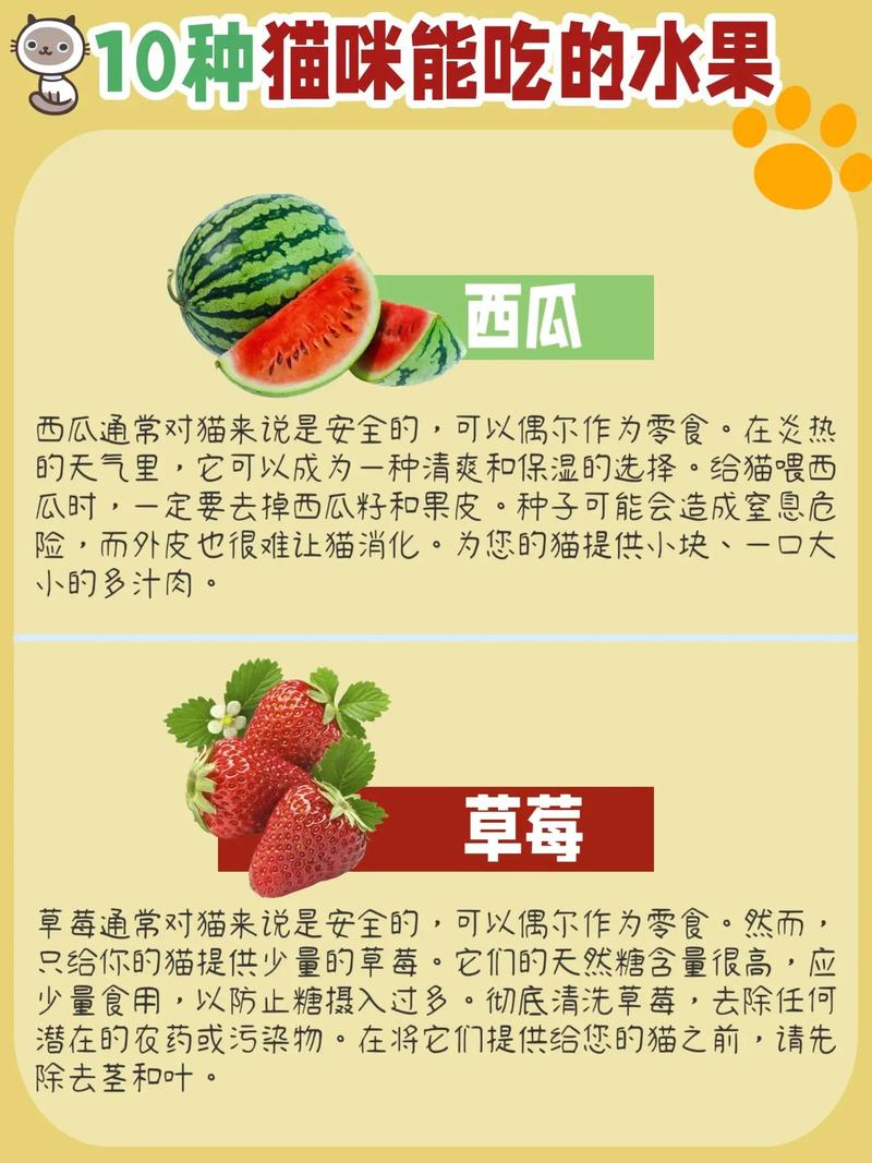 猫咪能吃什么水果