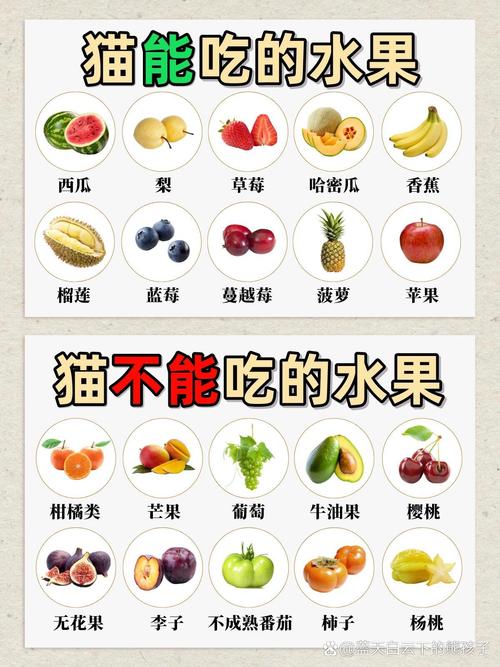 猫能吃什么水果蔬菜