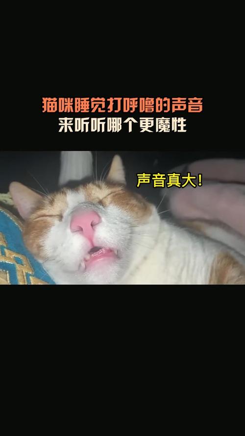 猫咪睡觉发出像打呼噜一样的声音