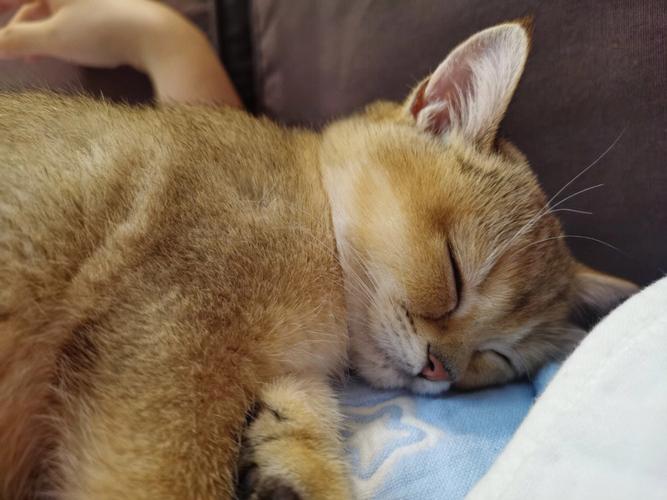 猫咪睡觉时像人一样打呼噜
