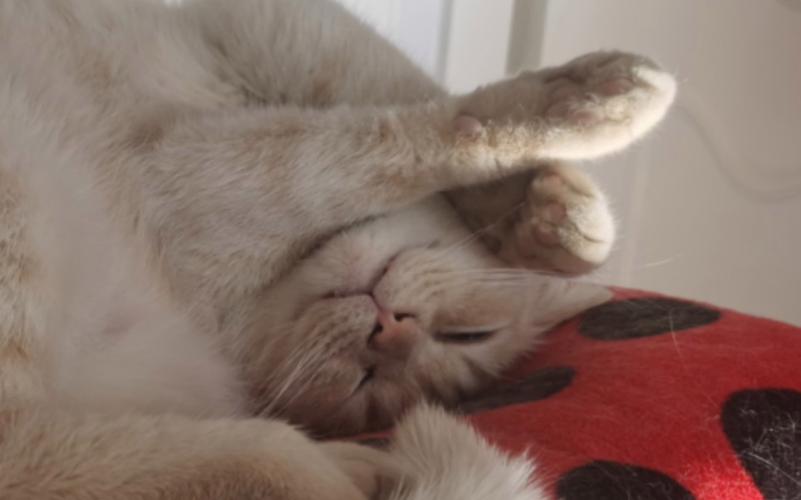 猫睡觉发出声音是怎么回事?