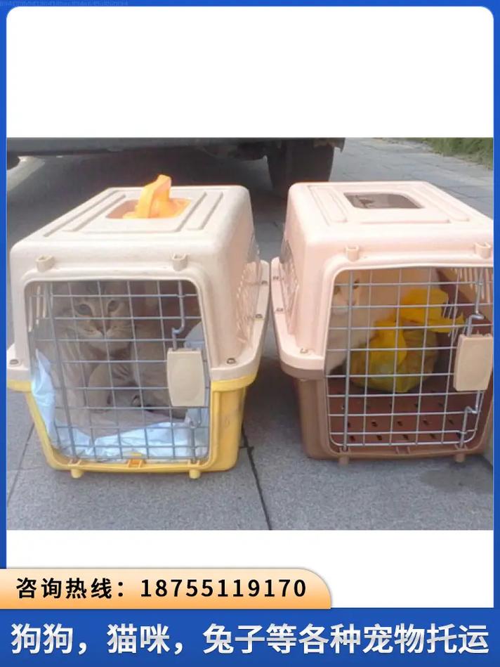 猫可以托运吗