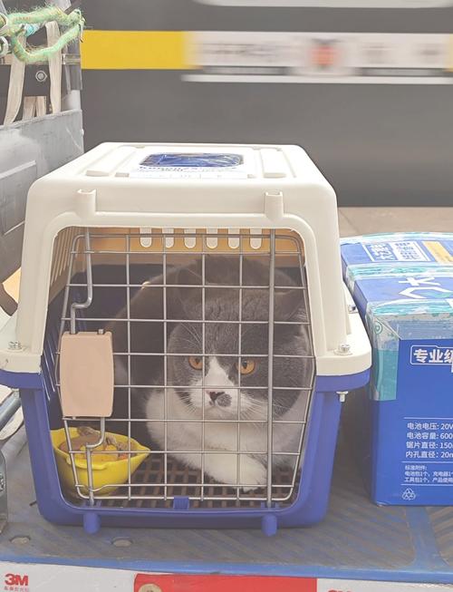 猫可以快递到外地吗?