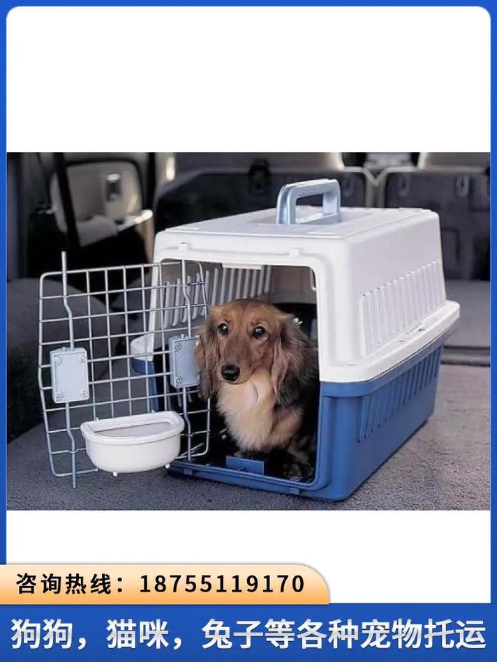 猫能托运上飞机吗