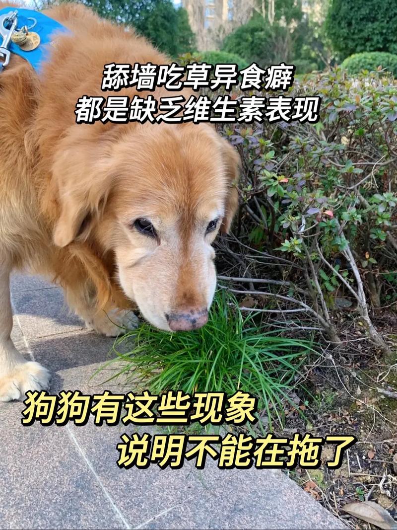狗狗吃多了会有什么后果