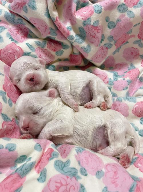 刚出生的狗狗几天能睁眼?