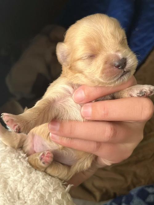 小狗16天还没有睁眼睛正常吗