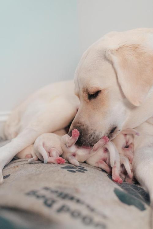 小狗几天能睁开眼睛