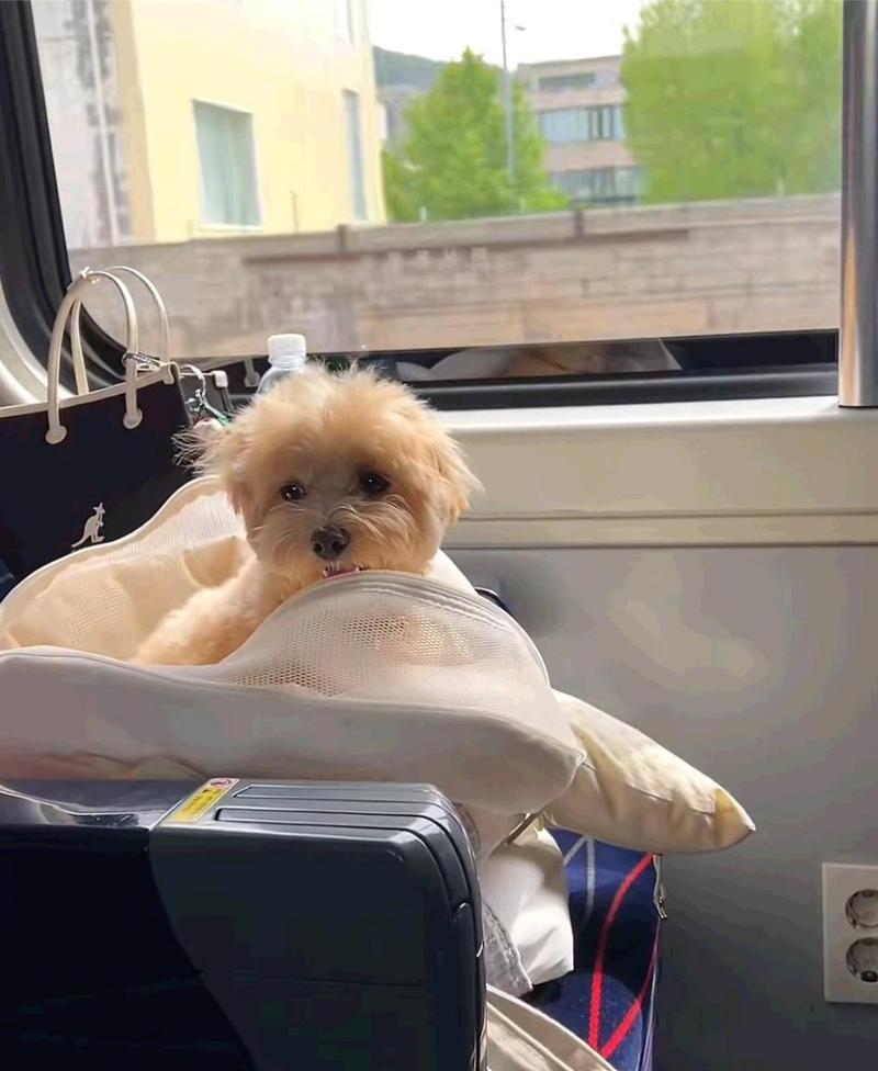 小狗可以带上高铁吗